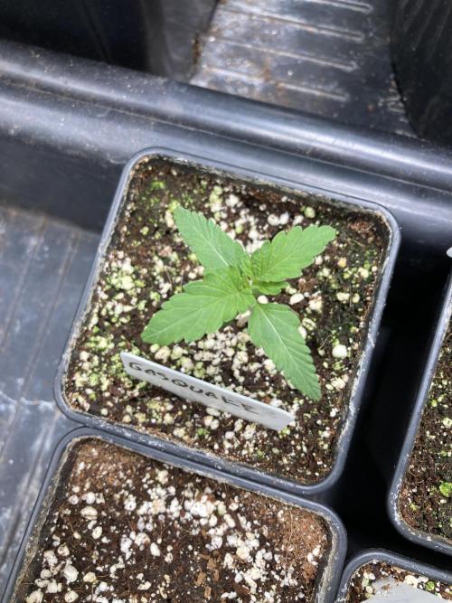 GasQuake (In House Genetics). Week 2