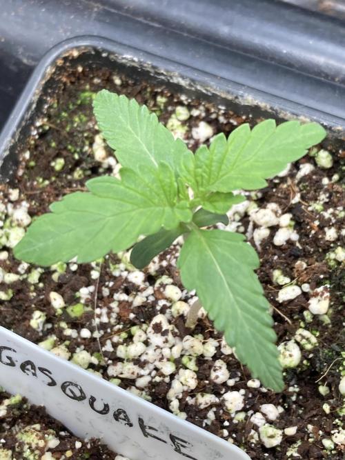 GasQuake (In House Genetics). Week 2