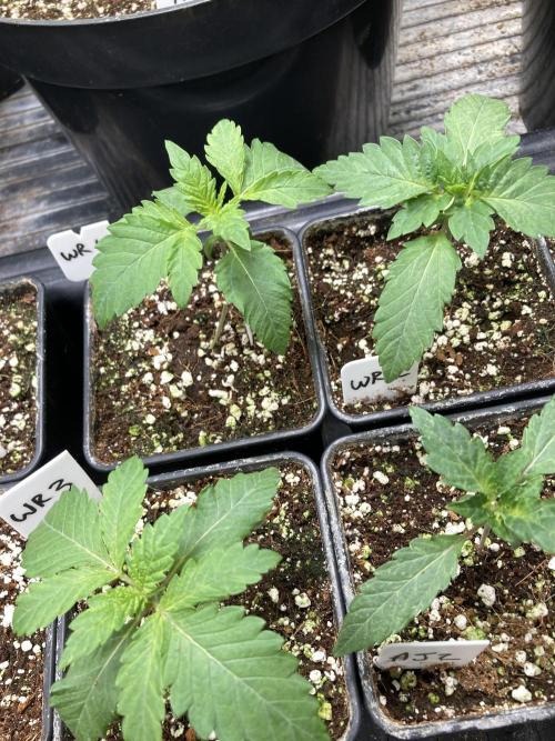 White Rhino (Green House Seeds). Week 2