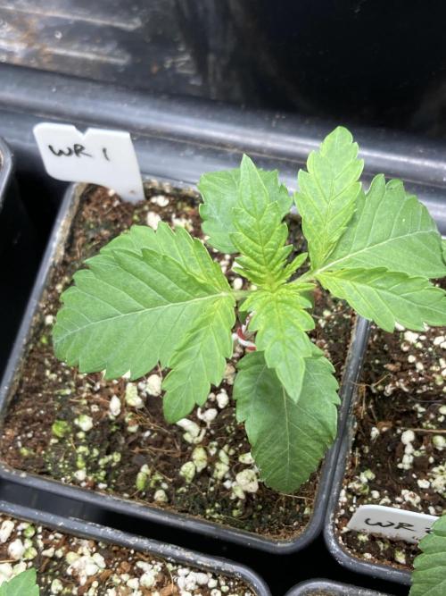 White Rhino (Green House Seeds). Week 2