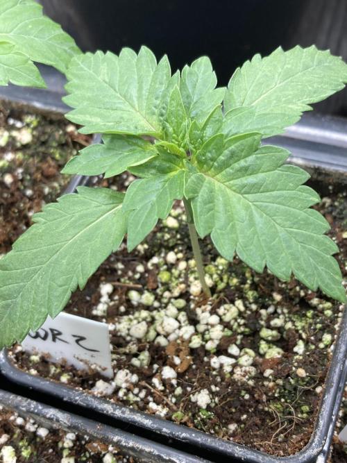 White Rhino (Green House Seeds). Week 2