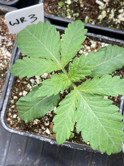 White Rhino (Green House Seeds). Week 2