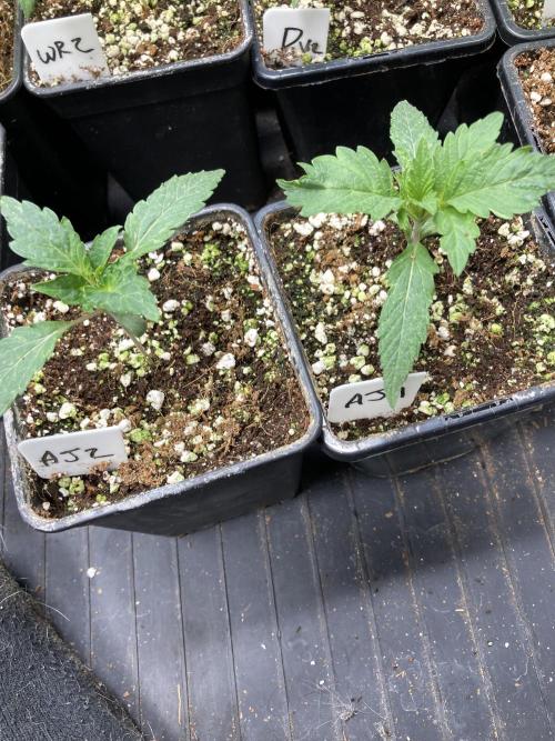 Atomic Jelly (In House Genetics). Week 2