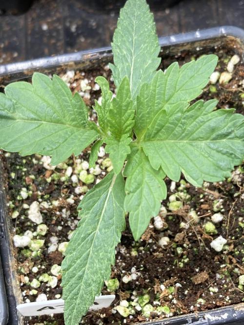 Atomic Jelly (In House Genetics). Week 2