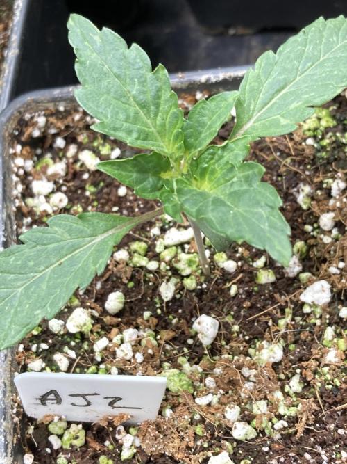 Atomic Jelly (In House Genetics). Week 2