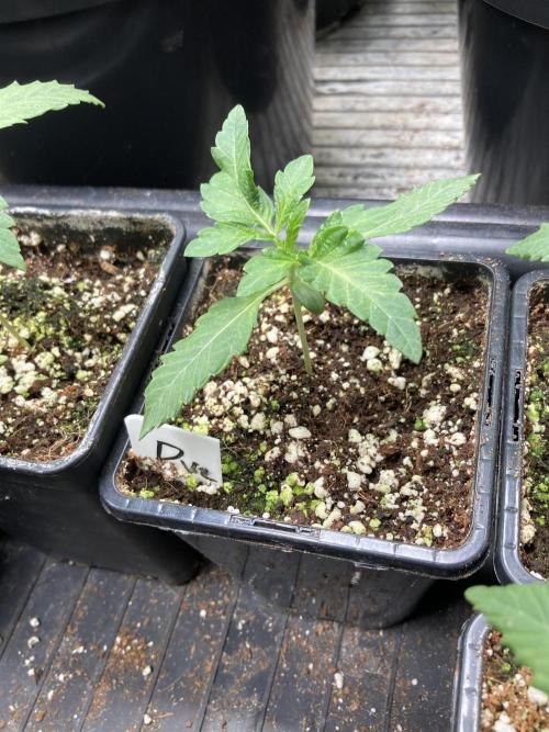 Do-lato V2 (In House Genetics). Week 2