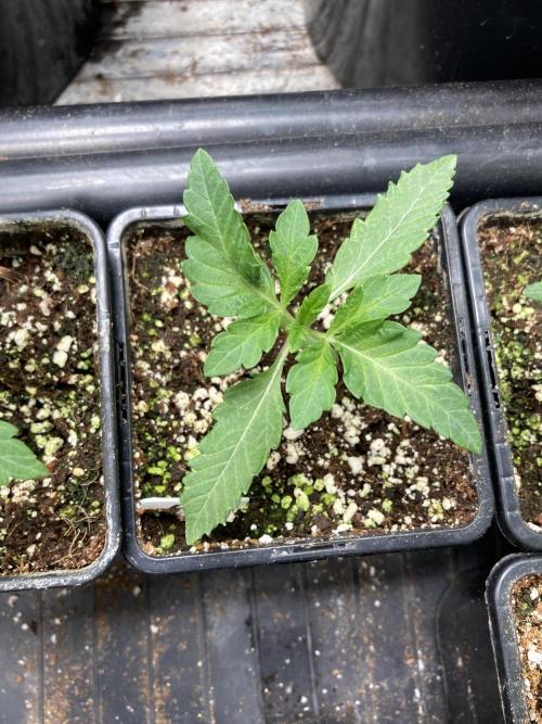 Do-lato V2 (In House Genetics). Week 2
