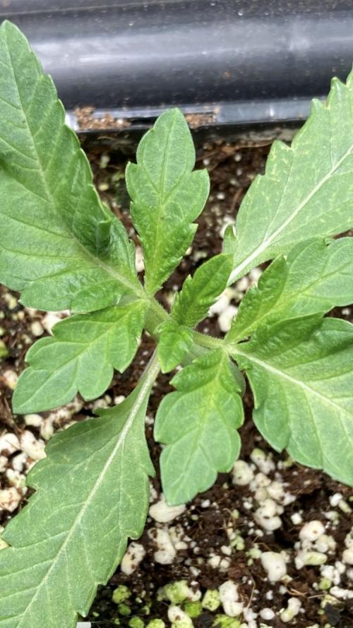 Do-lato V2 (In House Genetics). Week 2