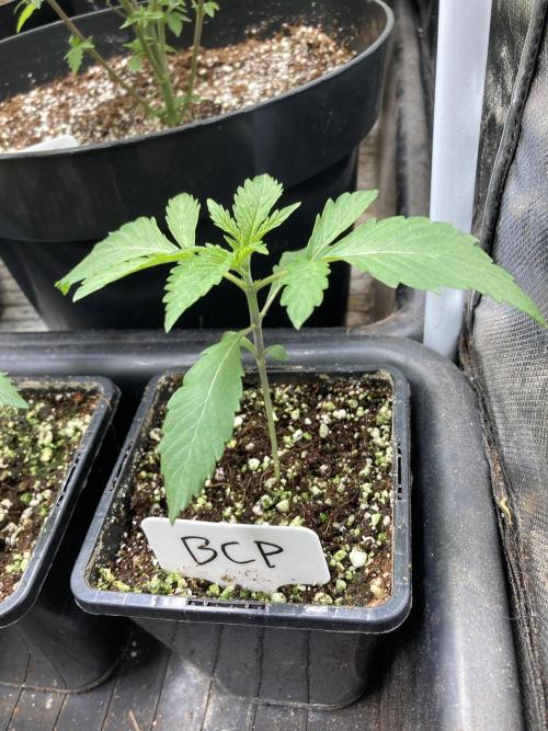 BlackCherry Punch (In House Genetics). Week 2