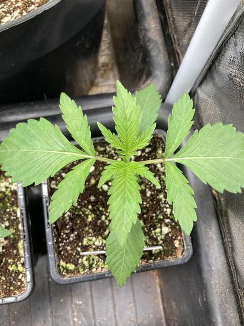 BlackCherry Punch (In House Genetics). Week 2