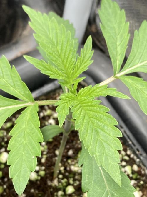 BlackCherry Punch (In House Genetics). Week 2