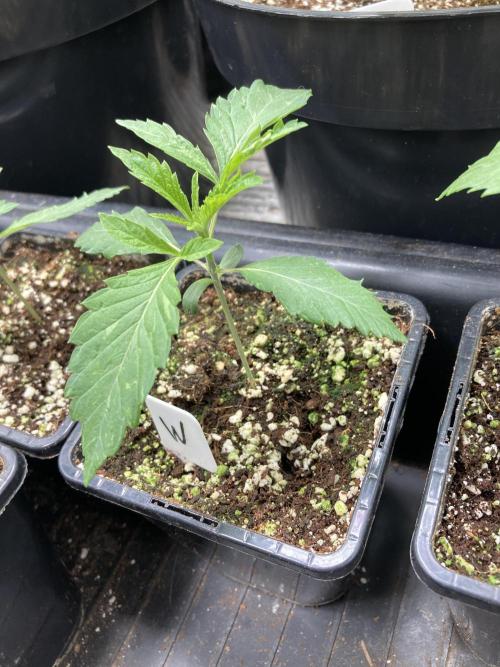 Windu (Wizard Trees). Week 2