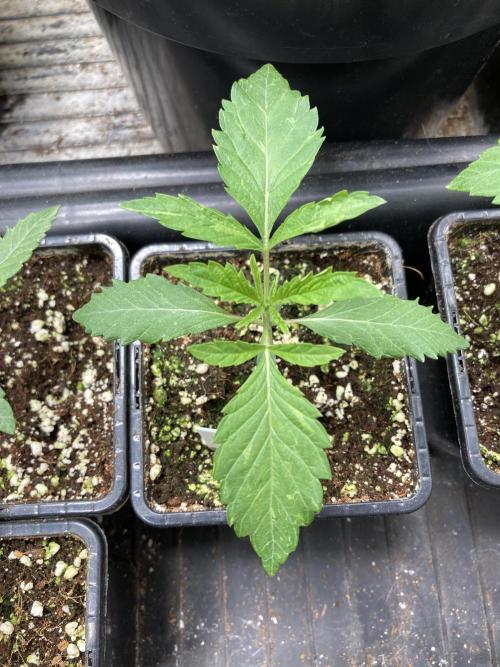 Windu (Wizard Trees). Week 2
