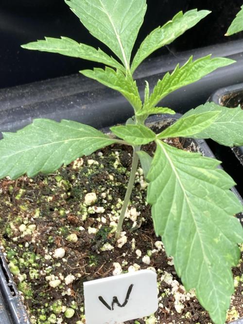 Windu (Wizard Trees). Week 2