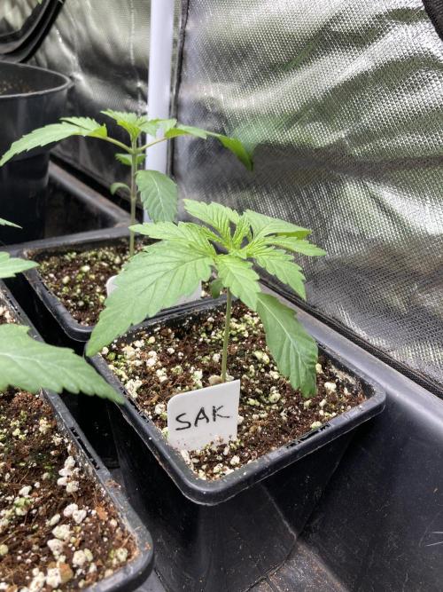 Strawberry Ak (Serious Seeds). Week 2