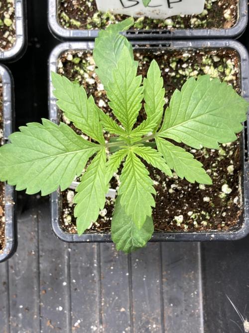 Strawberry Ak (Serious Seeds). Week 2