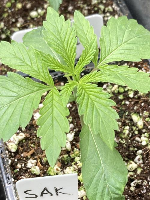 Strawberry Ak (Serious Seeds). Week 2