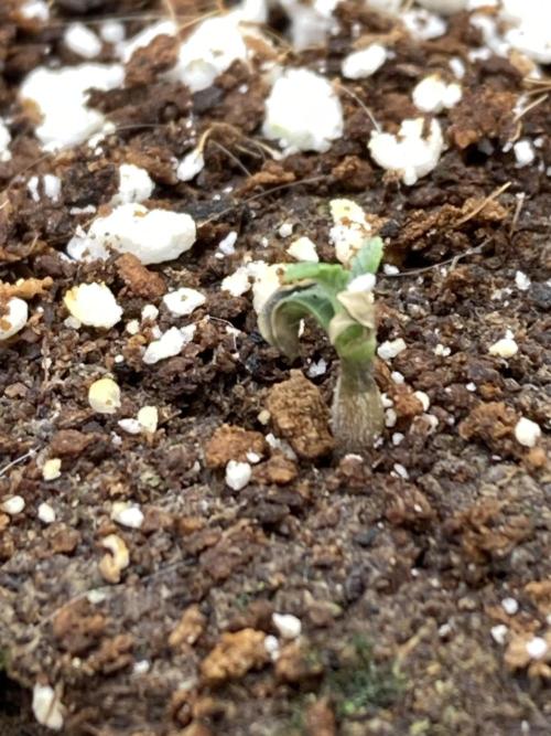 Black Rainbow (LIT Farms). Week 2