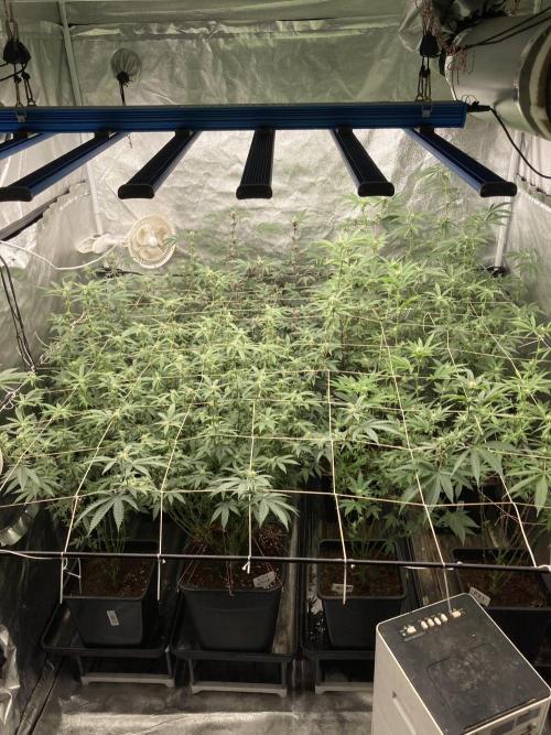 Zoy Sauce Clones (My Cut). Week 4