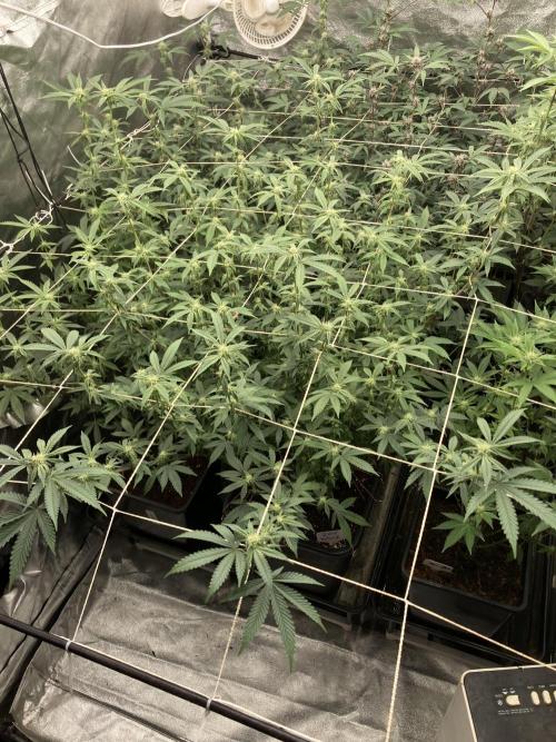 Zoy Sauce Clones (My Cut). Week 4