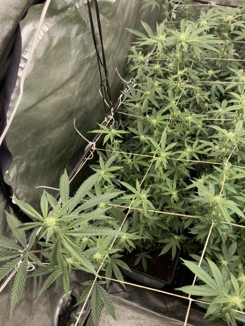 Zoy Sauce Clones (My Cut). Week 4