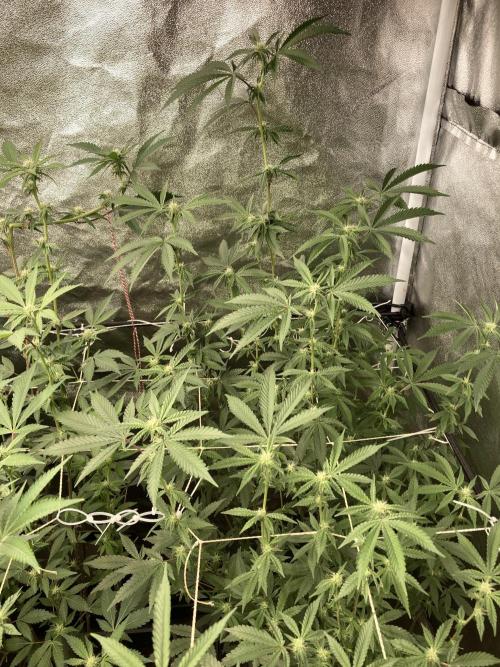 Zoy Sauce Clones (My Cut). Week 4