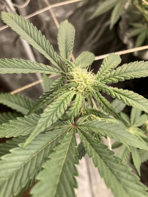 Zoy Sauce Clones (My Cut). Week 4