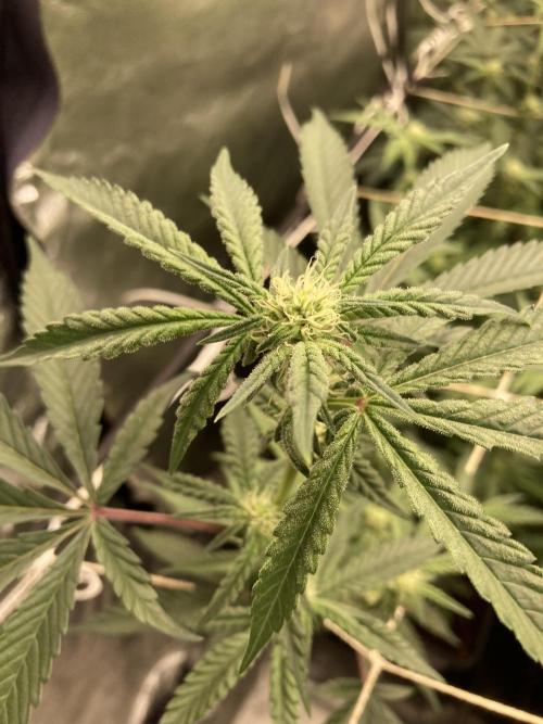 Zoy Sauce Clones (My Cut). Week 4