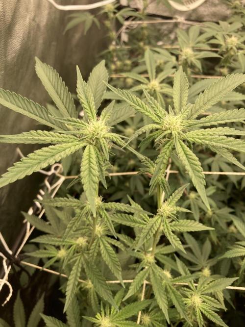 Zoy Sauce Clones (My Cut). Week 4