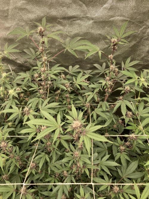 CN#6 aka Poras Purple (Relentless). Week 4