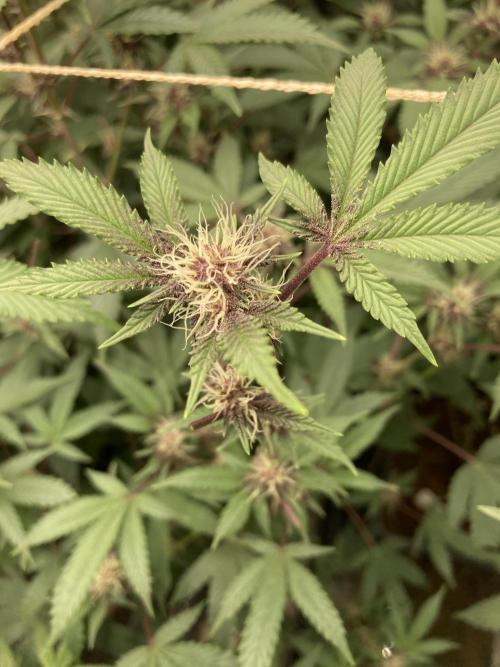 CN#6 aka Poras Purple (Relentless). Week 4