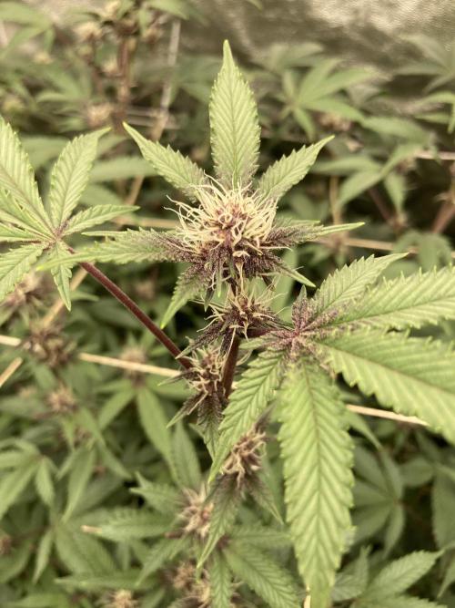 CN#6 aka Poras Purple (Relentless). Week 4