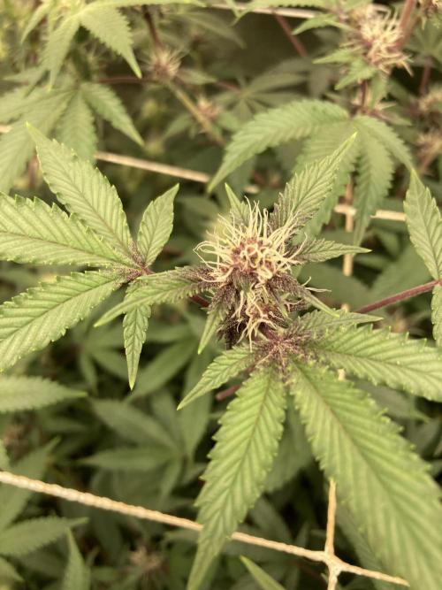 CN#6 aka Poras Purple (Relentless). Week 4