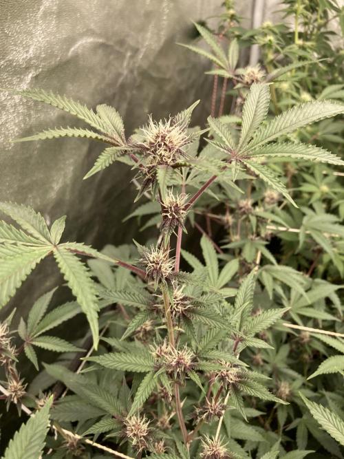 CN#6 aka Poras Purple (Relentless). Week 4