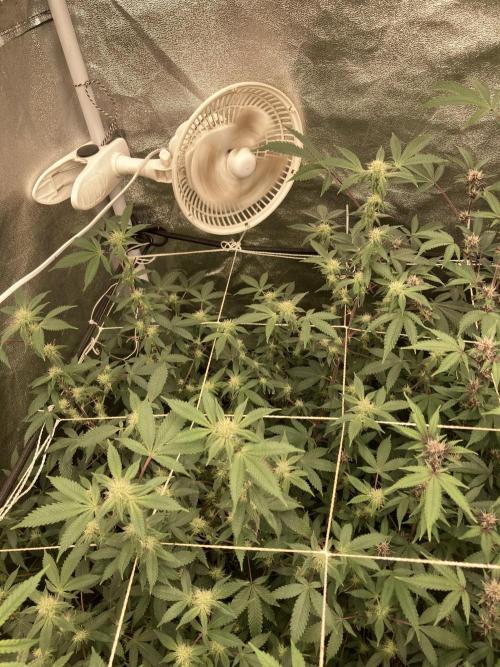 CN#2 (Relentless Genetics). Week 4