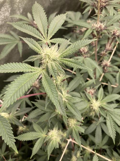 CN#2 (Relentless Genetics). Week 4
