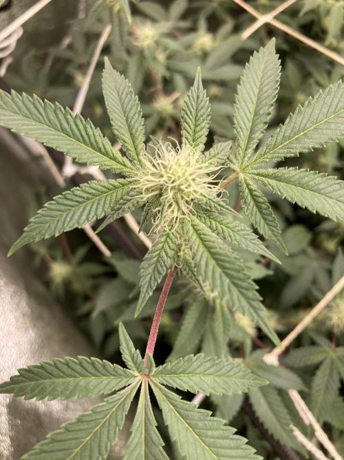 CN#2 (Relentless Genetics). Week 4