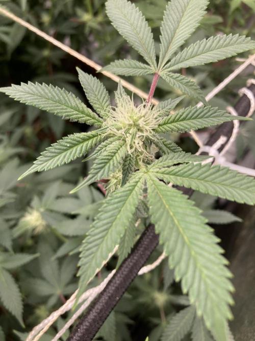 CN#2 (Relentless Genetics). Week 4