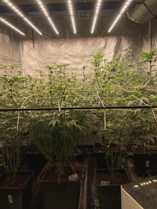 CN#2 (Relentless Genetics). Week 4