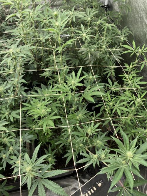 All Starz Clone (LIT Farms). Week 4