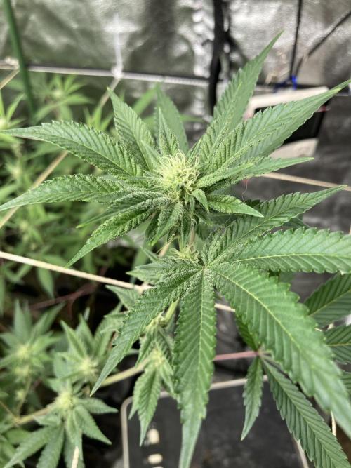 All Starz Clone (LIT Farms). Week 4