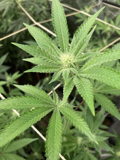 All Starz Clone (LIT Farms). Week 4