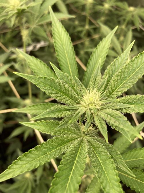 All Starz Clone (LIT Farms). Week 4