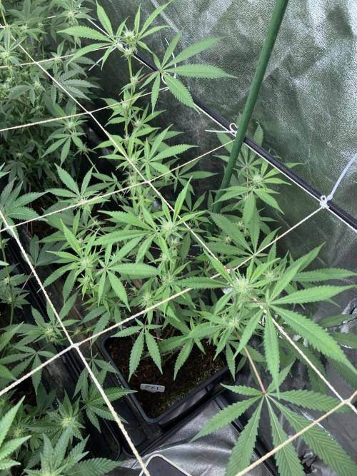 Platinum IX Clone (In House Genetics). Week 4