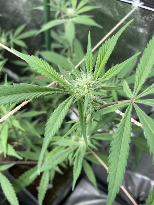 Platinum IX Clone (In House Genetics). Week 4