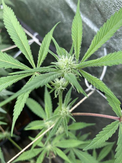 Platinum IX Clone (In House Genetics). Week 4