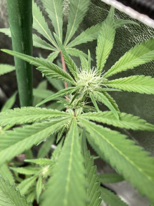 Platinum IX Clone (In House Genetics). Week 4