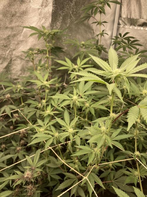 Gas Cream Runtz Clone (LIT Farms). Week 4