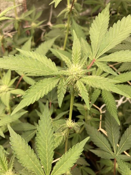 Gas Cream Runtz Clone (LIT Farms). Week 4
