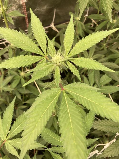 Gas Cream Runtz Clone (LIT Farms). Week 4
